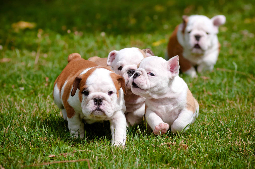 How to Choose a French Bulldog Breeder